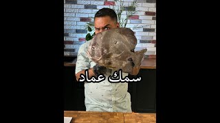 سمك عماد لذيذ جدآ وسعره رخيص في السوق  zainalkitchen [upl. by Darees]