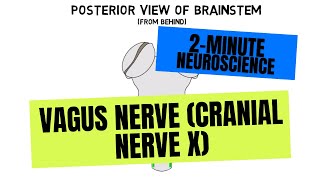 2Minute Neuroscience Vagus Nerve Cranial Nerve X [upl. by Ynohtnaluap890]