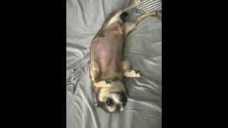 Mystery The Cure for Chihuahuas Tummy Ache [upl. by Yssirhc872]