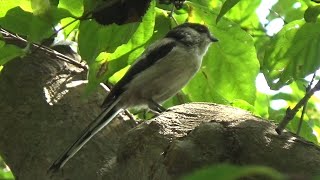 Longtailed Tit  Aegithalos caudatus  Catch a Worm in September and December 2023 [upl. by Eelarual]