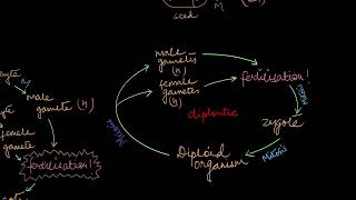 Alternation of Generations  Plant Kingdom  Biology  Khan Academy [upl. by Lleral]