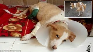 Puppy’s rear paws hacked off by vet student using dog as practice [upl. by Eenehs923]