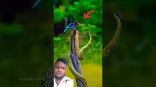 birds nature animals beautiful snake explore quranrecitation tilawat egzonibrahimi [upl. by Heater]