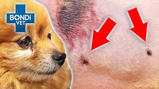 Shocking Puncture Wounds for Tiny Dog Fight Victim 😱  Bondi Vet Clips  Bondi Vet [upl. by Eenahpets]