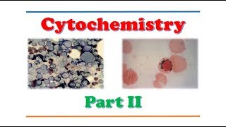 Hematology 🔤  Cytochemistry  Part II [upl. by Lorie]