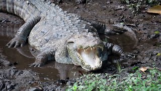 Freshwater Mugger Crocodiles found only in the Indian Subcontinent Bring them Back [upl. by Adnylem]