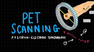 Positron Emission Tomography ll PET SCAN ll 20 important QampA ll Part 1 ll Radiography Simplified [upl. by Ruffin]