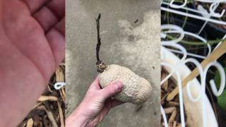 Purple Air Potato Dioscorea bulbifera [upl. by Eural]