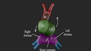 Development of the Heart 3D [upl. by Pebrook]