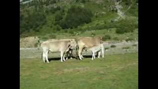 TERNERO AMAMANTANDO CRIA DE VACA TOMANDO LECHE MATERNAL ORDESA [upl. by Ellener]