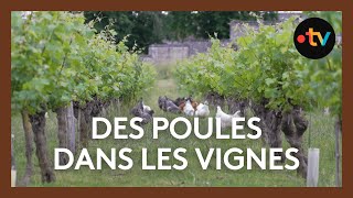 Des poules qui nettoient les vignes [upl. by Junette388]