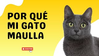 Por qué mi gato maúlla [upl. by Acile571]