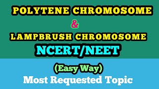 NEETGENETICS Polytene Chromosome and Lampbrush Cromosome Easy Way [upl. by Zinah]