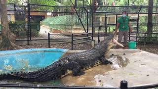 Crocodile Feeding  Featuring Pangil  2020 Crocodile Park [upl. by Adnesor]