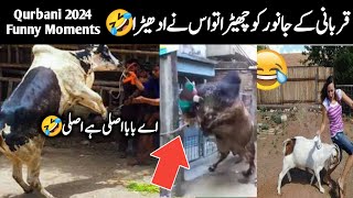 Qurbani ke janwar ke funny moments  Anari qasai  Jb fun Point [upl. by Suirred650]