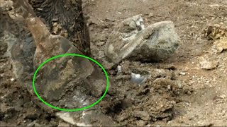 hoof trimming：Extra long donkey hooves trimmed by a hoof repairman using a 1 meter long shovel [upl. by Ggerg]