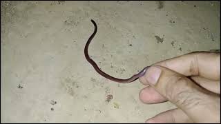 Brahminy Blind snake  Non venomous [upl. by Artema]