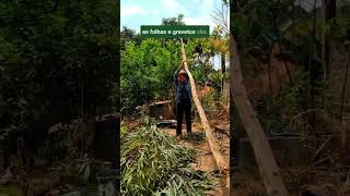 Eucalipto 🌳 roça vivendonocampo vidanaroça eucalipto agrofloresta [upl. by Okorih]