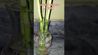 LUCKY PLANT ƁAMBOO plants indoorplants houseplants plantlover homedecor dreamful gardning [upl. by Elkin]