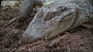 Attenborough  Baby Caymans hatching  BBC wildlife [upl. by Acile]