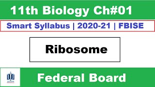 Ribosomes Class 11 Biology  ribosome function and structure Ilmi Stars Academy [upl. by Noiram]