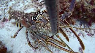 19 Huge Lobster Cruising on botton Yucab Reef Cozumel [upl. by Emiolhs]