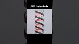 DNA double helix diagram [upl. by Aimas]