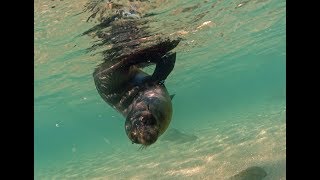 Tonga Island marine reserve youtube [upl. by Adnawot]