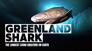 Greenland Shark 🦈  The 500YearOld Giants of the Ocean [upl. by Dammahom]