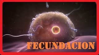 Como se forma un bebe  Fecundacion  Animado  Explicacion [upl. by Harriot]