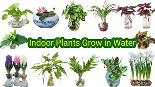 Best Indoor plants that can grow in waterPlants no need soil to growWater plantsNature beauty [upl. by Dionis205]