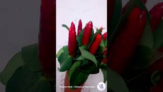 Costus SpiralisCostus Spiralis flowerwholesaleflowersexportflowersflowerfarmingFreshFlowers [upl. by Htiel]