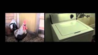 Death Metal Rooster ft Drumming Washing Machine [upl. by Elletsyrk]