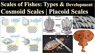 Scales of Fishes  Placoid Scale  Development of Placoid Scale  Cosmoid Scales  Scales of Pisces [upl. by Araed]