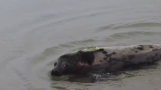 Historic release of rescued seals at Hammonasset Beach [upl. by Tonya]