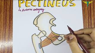 Pectineus Muscle  Origin  Insertion  Hand Drawn Diagram  Nerve Supply  Actions [upl. by Premer]