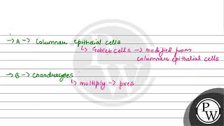 Goblet cells of alimentary canal are modified from [upl. by Zelma]