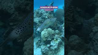 Globetrotting Scrawled Filefish in the wild shorts ocean fish aquarium scubadiving [upl. by Columbine]