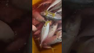 Ready fresh selar como youtubeshorts seafood fishing seafoodmurah seafish fish ikan [upl. by Nyleuqcaj]