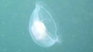 Jellyfish while snorkeling at the Farne Islands [upl. by Atikel]