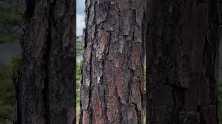 📸Bosque de coníferas forest nature forestry trees mountains sky [upl. by Pence]