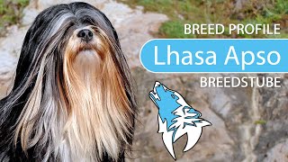 ► Lhasa Apso Breed 2020 Temperament amp Training [upl. by Kunkle]