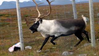 Samiska nationalsången  the Sámi Nationalanthem [upl. by Aknahs]