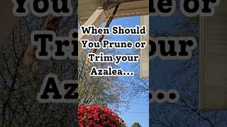 When Should You Prune or Trim your Azalea [upl. by Atikcir]