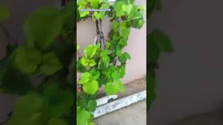 terrace garden  grapes tree  telugu shorts [upl. by Leerzej]