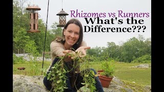 Plant Identification Rhizomes vs Runners  Understanding the Difference [upl. by Annayk718]