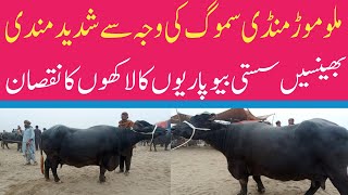 Today Malumor Mandi Jhang Update  Buffalo Fresh Rates Update 2024  Buffalo Mandi 2024 [upl. by Schrick]