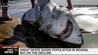 Number of Great White Sharks along Mossel Bay coast dwindling [upl. by Avla]