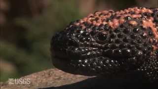 Gila Monster [upl. by Ahsenev407]