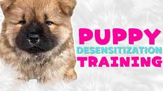 Desensitize your Puppy  Puppy Training  Sound Triggers [upl. by Ainoet]